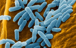 Pseudomonas Aeruginosa Bacteria