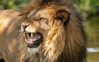 Lion baring teeth